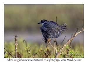 Belted Kingfisher