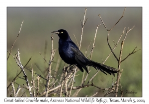 Great-tailed Grackle