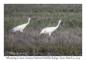 Whooping Cranes