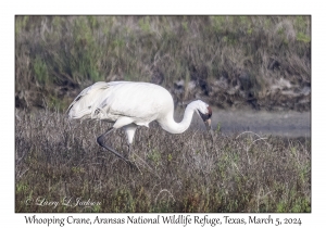 Whooping Crane