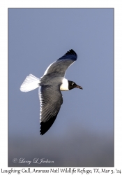 Laughing Gull