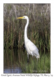 Great Egret