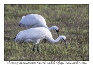 Whooping Cranes