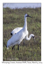 Whooping Cranes