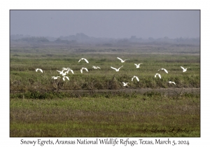 Snowy Egrets