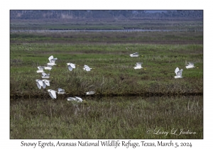 Snowy Egrets