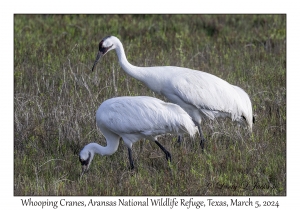 Whooping Cranes