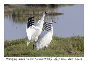 Whooping Cranes