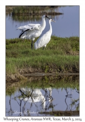 Whooping Cranes