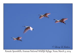 Roseate Spoonbills