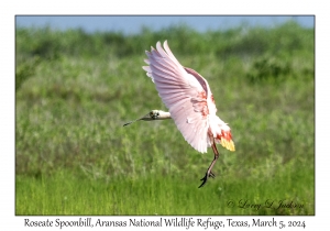 Roseate Spoonbill