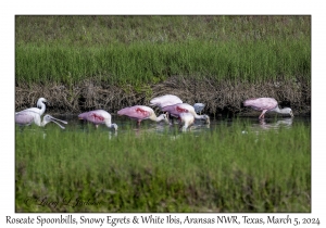 Roseate Spoonbills, Snowy Egrets & White Ibis