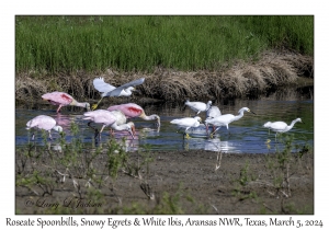 Roseate Spoonbills, Snowy Egrets & White Ibis