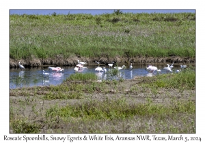 Roseate Spoonbills, Snowy Egrets & White Ibis