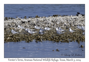 Forster's Terns