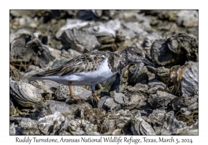 Ruddy Turnstone