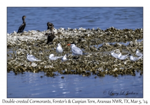Double-crested Cormorants, Forster's & Caspian Terns