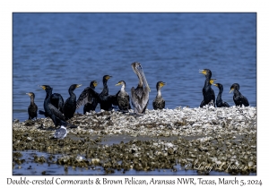 Double-crested Cormorants & Brown Pelican