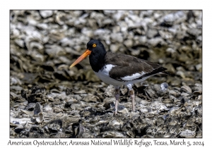 American Oystercatcher