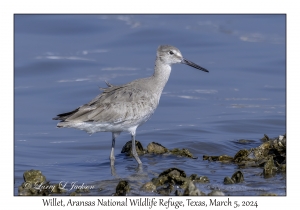 Willet