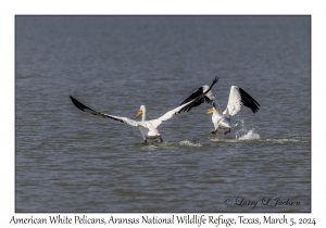 American White Pelicans