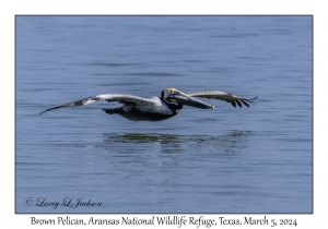 Brown Pelican