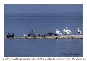 Double-crested Cormorants, Brown & White Pelicans