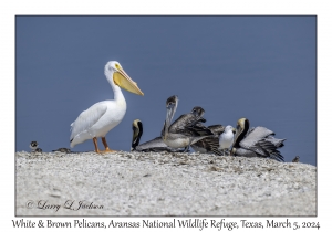 White & Brown & Pelicans