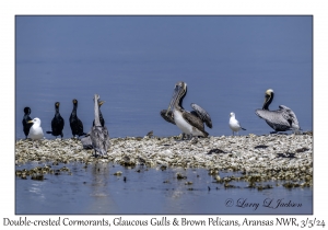 Double-crested Cormorants, Glaucous Gulls & Brown Pelican