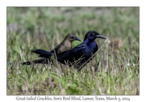 Great-tailed Grackles