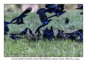 Great-tailed Grackles