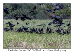 Great-tailed Grackles