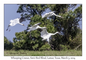 Whooping Cranes