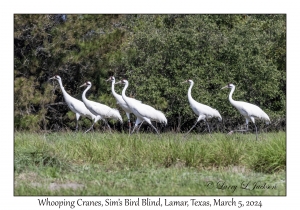 Whooping Cranes