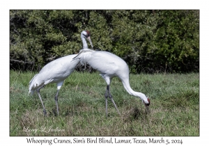 Whooping Cranes