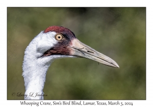 Whooping Crane