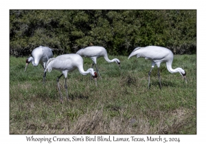 Whooping Cranes