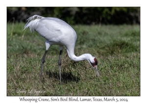 Whooping Crane