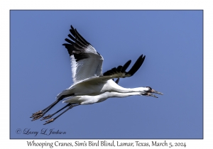 Whooping Cranes