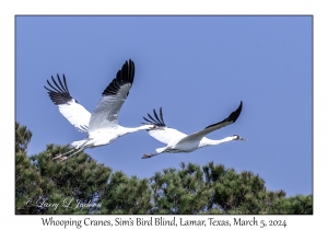 Whooping Cranes