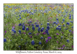 Wildflowers