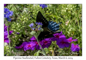 Pipevine Swallowtail