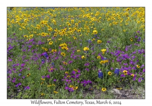 Wildflowers