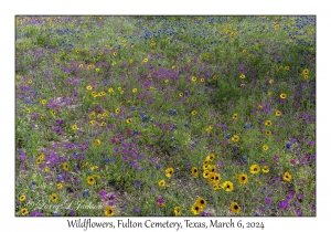 Wildflowers