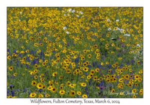 Wildflowers