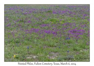 Pointed Phlox