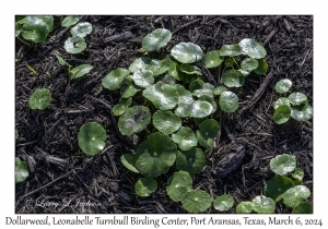 2024-03-06#2009 Hydrocotyle bonariensis - Dollarweed, Leonabelle Turnbull Birding Center, Port Aransas, Texas