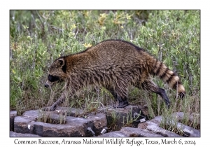 Common Raccoon