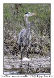 Great Blue Heron