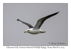 Glaucous Gull